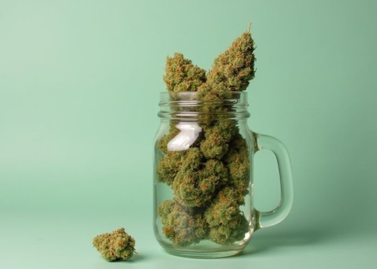 Самые урожайные сорта каннабиса для индора