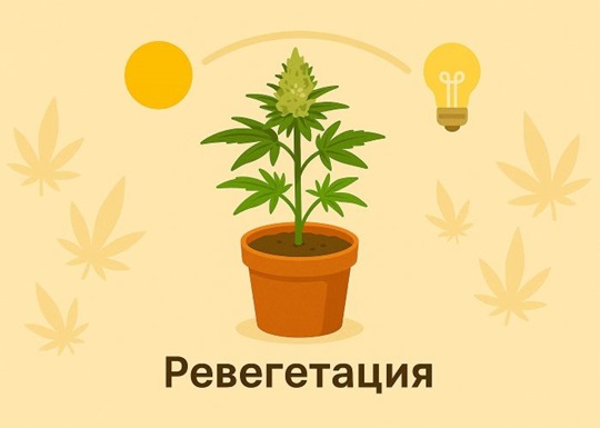 Ревегетация каннабиса: выжимаем максимум