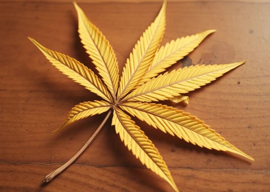 Световой ожог у каннабиса