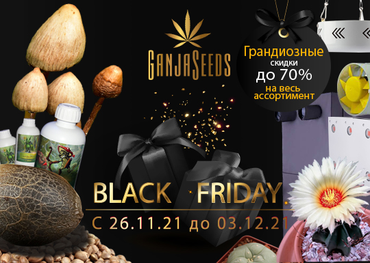 Black Friday в интернет-магазине GanjaLiveSeeds